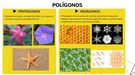 Interdisciplin ARTE LA GEOMETRÍA EN LA NATURALEZA