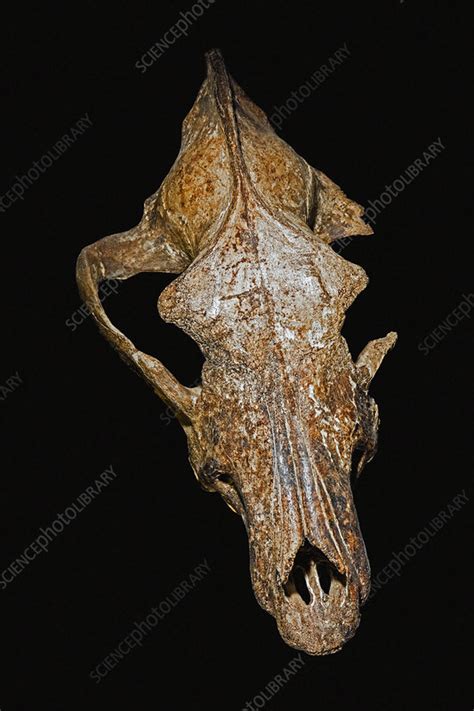 Dire wolf skull - Stock Image - C050/1380 - Science Photo Library