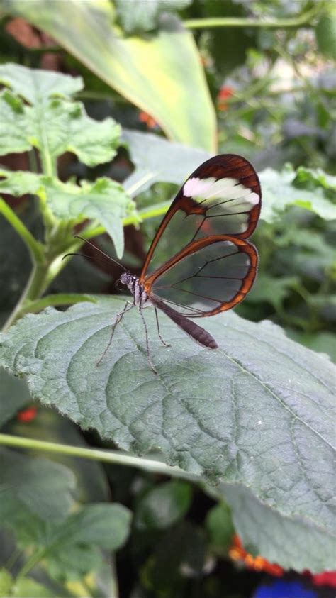 A glass winged butterfly I saw the other day. : r/nextfuckinglevel