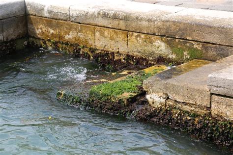 Algae and Sea Water during High Tide in Venice in Italy Stock Image ...