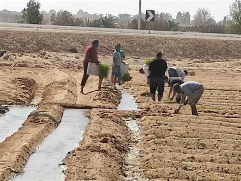 زراعة الوادى الجديد بدء زراعة حقول الطماطم بقرى الخارجة تحت إشراف