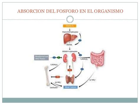 Metabolismo Del Fosforo