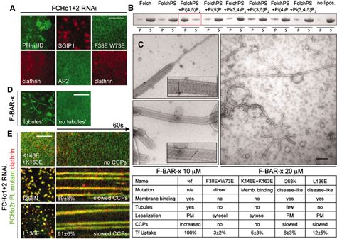 Fcho Proteins Are Nucleators Of Clathrin Mediated Endocytosis Science