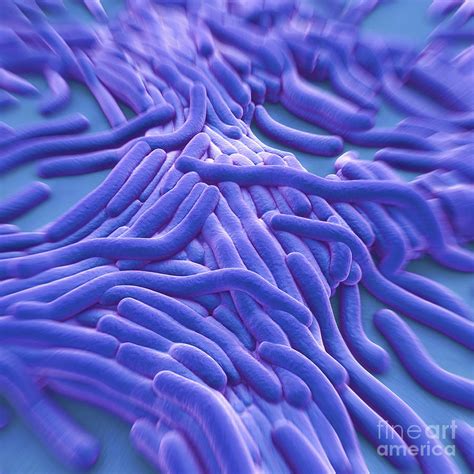 Legionella Pneumophila 1 Photograph By Science Picture Co Fine Art America