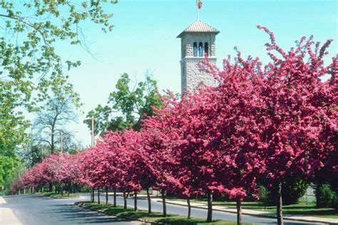 The 6 Best Trees for Lining Driveways | Hunker | Modern landscaping ...