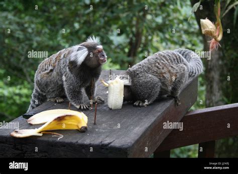 Animals Monkeys Rio De Janeiro Brazil Stock Photo Alamy