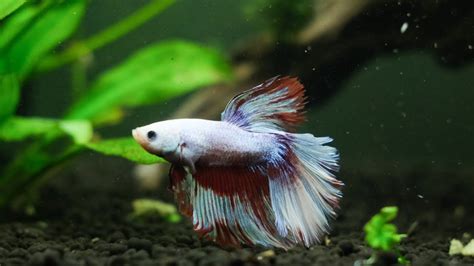 Updates On My Betta Fish Zangetsu Youtube