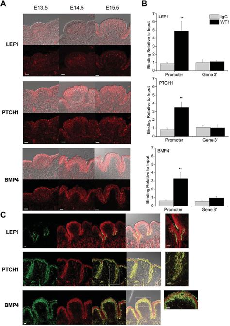 Wt1 Regulates The Expression Of Lef1 Ptch1 And Bmp4 In The Developing Download Scientific