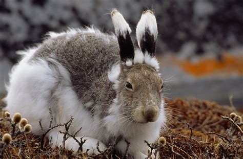 animals change  coats  winter national