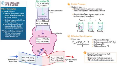 General Biology Gas Exchange Advanced Ditki Medical Biological