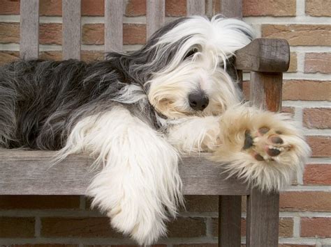 Bearded Collie Personalidade Cuidados E Fotos Da Raça