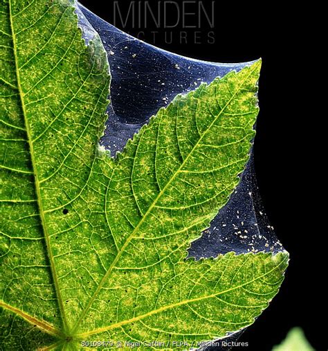 Twospotted Spider Mite Stock Photo Minden Pictures