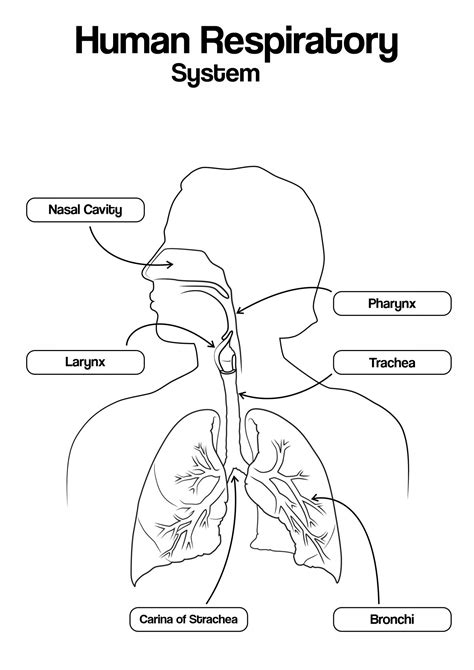 12 anatomy human ear diagram worksheet – Artofit