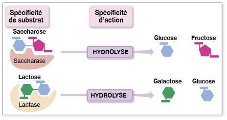 Le rôle des enzymes dans la digestion des glucides Fiche de révision