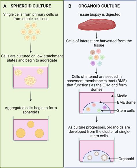 Spheroid Culture vs. Organoid Culture. (A) Spheroid culture. Spheroids ...