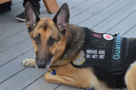 Pin On Adorably Awesome Liberator Dogs