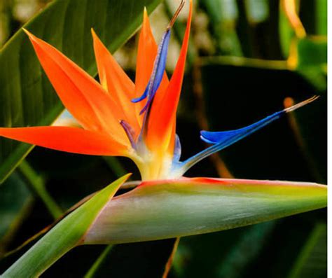 Strelitzia Reginae Commonly Known As The Crane Flower Or Bird Of