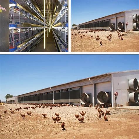 Large Indoor Poultry And Livestock Chicken Farm Steel Structure Chicken