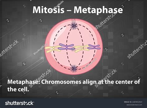 Process Mitosis Metaphase Explanations Illustration Stock Vector ...