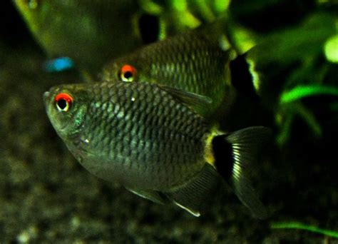 Your Complete Red Eye Tetra Care And Keeping Guide