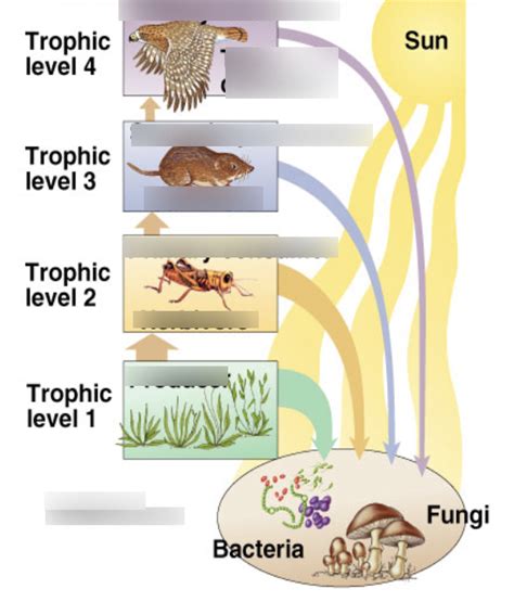 Ecology Diagram Quizlet