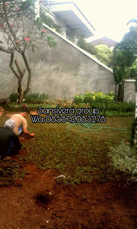 Jual Rumput Gajah Mini Permeter Murah Tukang Taman Murah Jasa