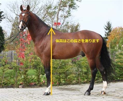 馬の豆知識 「みんなの乗馬」ブログ ページ 10