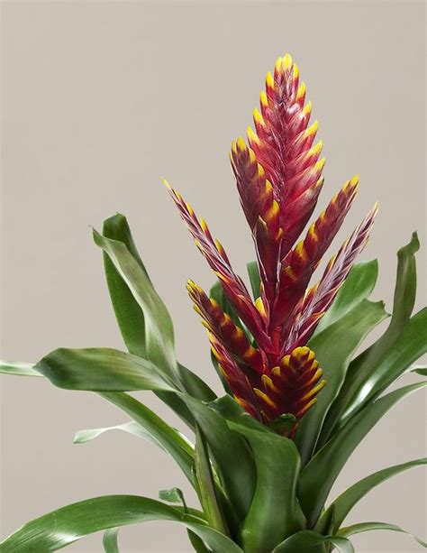 10 Easy To Grow Indoor Flowering Plants To Brighten Your Home GAGA INDIA