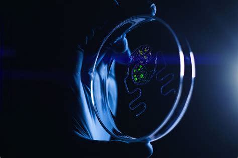 What are spheroids and why are they important? - CELLINK