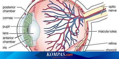 Detail Gambar Mata Dan Bagiannya Koleksi Nomer 55