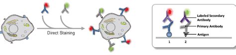 Flow Cytometry Fcm Facs Dual Staining