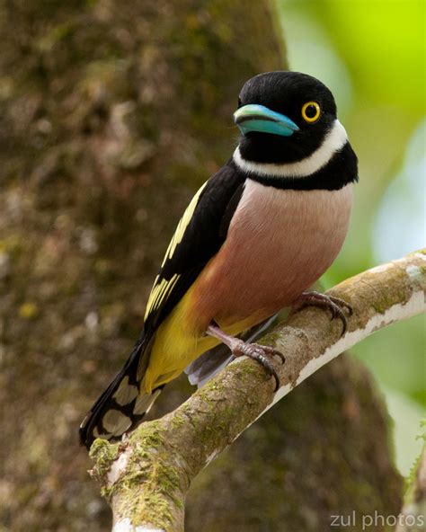 Zul Ya - Birds of Peninsular Malaysia: Black and Yellow Broadbill