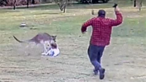 Insane moment kangaroo attacks toddler caught on CCTV | Townsville Bulletin