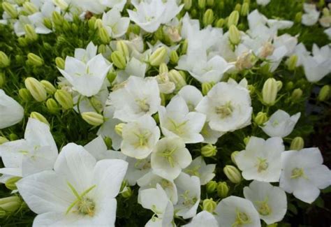 Karpatenklokje Campanula Carpatica Weisse Clips Planten Online Kopen