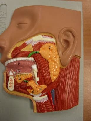 Salivary Glands Model Diagram Quizlet