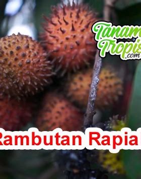 Cara Perawatan Pohon Durian Agar Cepat Berbuah Mudah