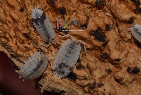 Porcellio Scaber “Dalmatian” – Pet Pedes and Pods