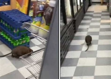 Splinter sos vos Captan a rata gigante en súper de Nueva York VIDEO