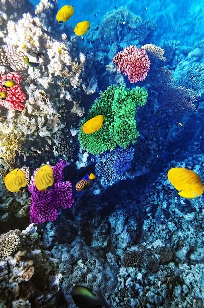 Premium Photo Coral And Fish In The Red Sea Egypt