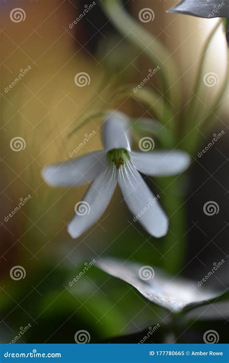 Luck of the Irish Shamrock stock image. Image of delicate - 177780665