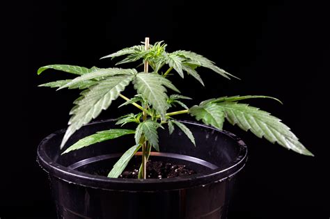 Ghostbuzzters OG Automatic Grow Report Sensi Seeds