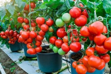 Consejos para cultivar tomates en macetas y tener éxito Tomates en