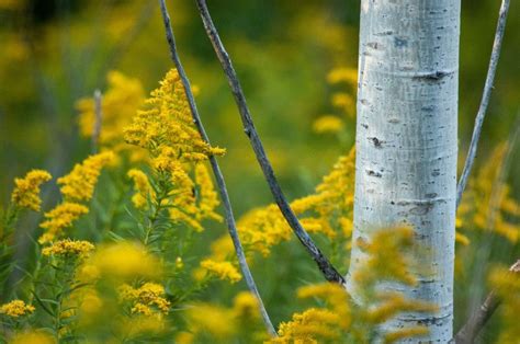 Free Stock Photo Of Goldenrod Flowers By Aspen Tree Trunk Download