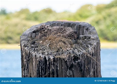 Baby Seagull in a nest stock photo. Image of fuzzy, seabird - 127601638