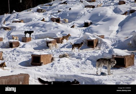 Sled Dog Kennel Stock Photo Alamy