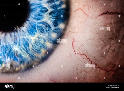 Detail Of Human Eye Stock Photo Alamy