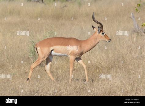 Common Impala (Aepyceros melampus melampus Stock Photo - Alamy