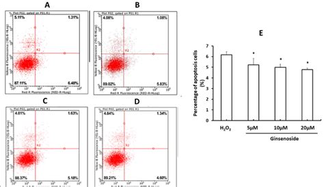 Ginsenoside Reduces H 2 O 2 Induced Apoptosis Of Hle B3 Cells Hle B3