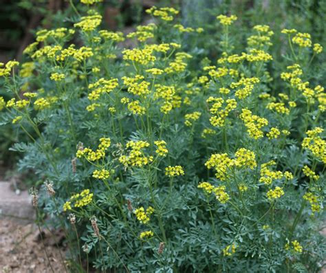 The Surprising Benefits of Rue: Why This Plant Deserves a Spot in Your ...