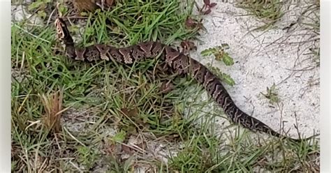 Florida cottonmouth snake at Price's Scrub State Park - Ocala-News.com